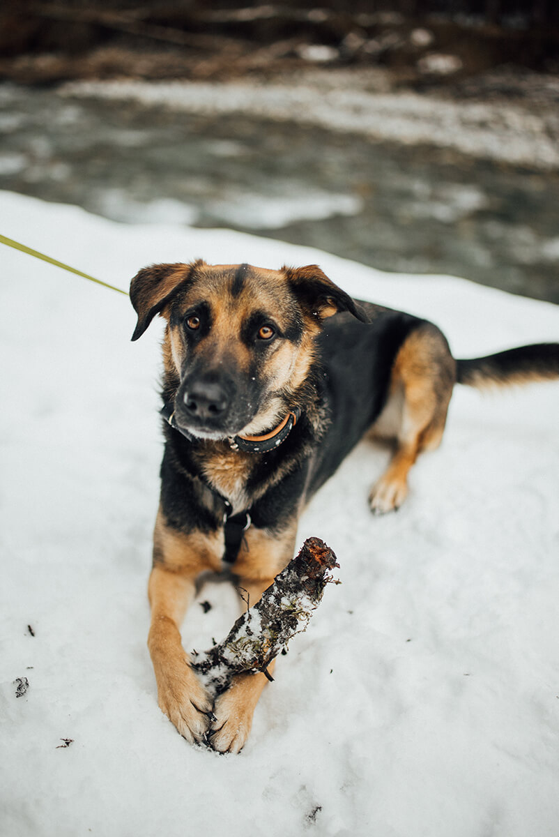 photoshoot for a couple with a dog playing in the snow in Morzine Avoriaz (French Alps) on their ski holiday